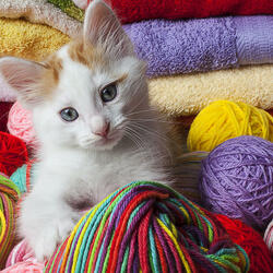 Пазл: Котенок и пряжа