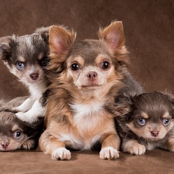 Пазл: Семейный портрет