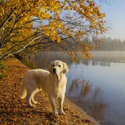 Пазл: Золотая осень