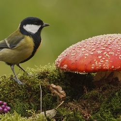 Пазл: Находка