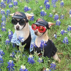 Пазл: Крутые 