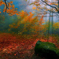 Пазл: В осеннем лесу   