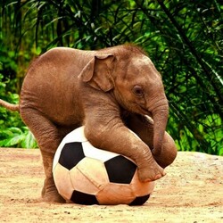 Пазл: Слоненок   
