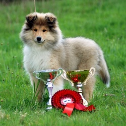 Пазл: Чемпион        