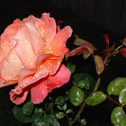 Пазл: Розочка в ночи