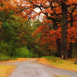 Пазл: Осенний лес