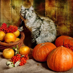 Пазл: Котонатюрморт