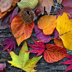 Пазл: Осенние листья