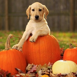 Пазл: Собачка