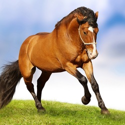 Пазл: Лошадка