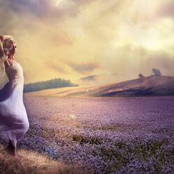 Пазл: Лавандовое поле