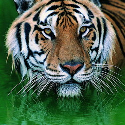 Пазл: Тигр 