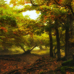 Пазл: Утро в заколдованном лесу