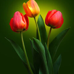 Пазл: Тюльпаны