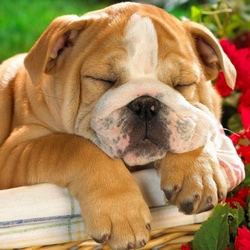 Пазл: Английский бульдог