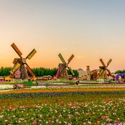 Пазл: Чудо-сад Дубая