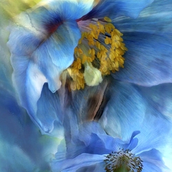 Пазл: Голубые цветы