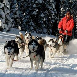 Пазл: Упряжка