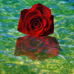 Пазл: Роза