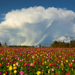Пазл: Тюльпановое поле