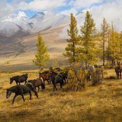 Пазл: Горный Алтай