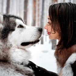 Пазл: Хаски