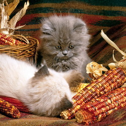 Пазл: Осенние котята