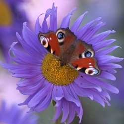 Пазл: Флора и фауна