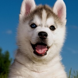 Пазл: Щенок хаски