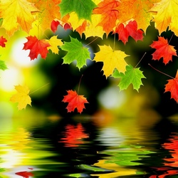 Пазл: Листья