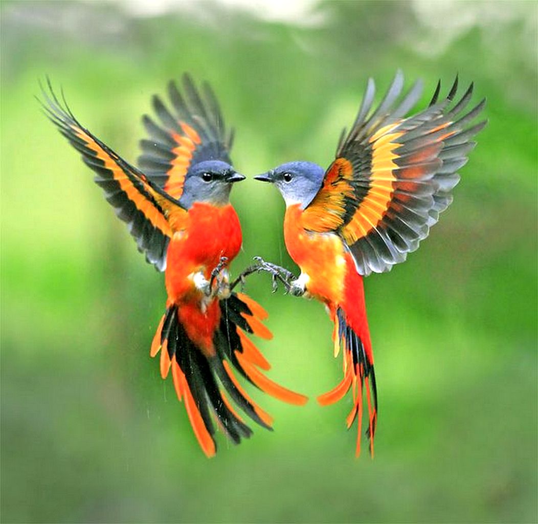 Красивые птицы