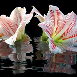 Пазл: Лилии