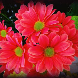 Пазл: Хризантемы