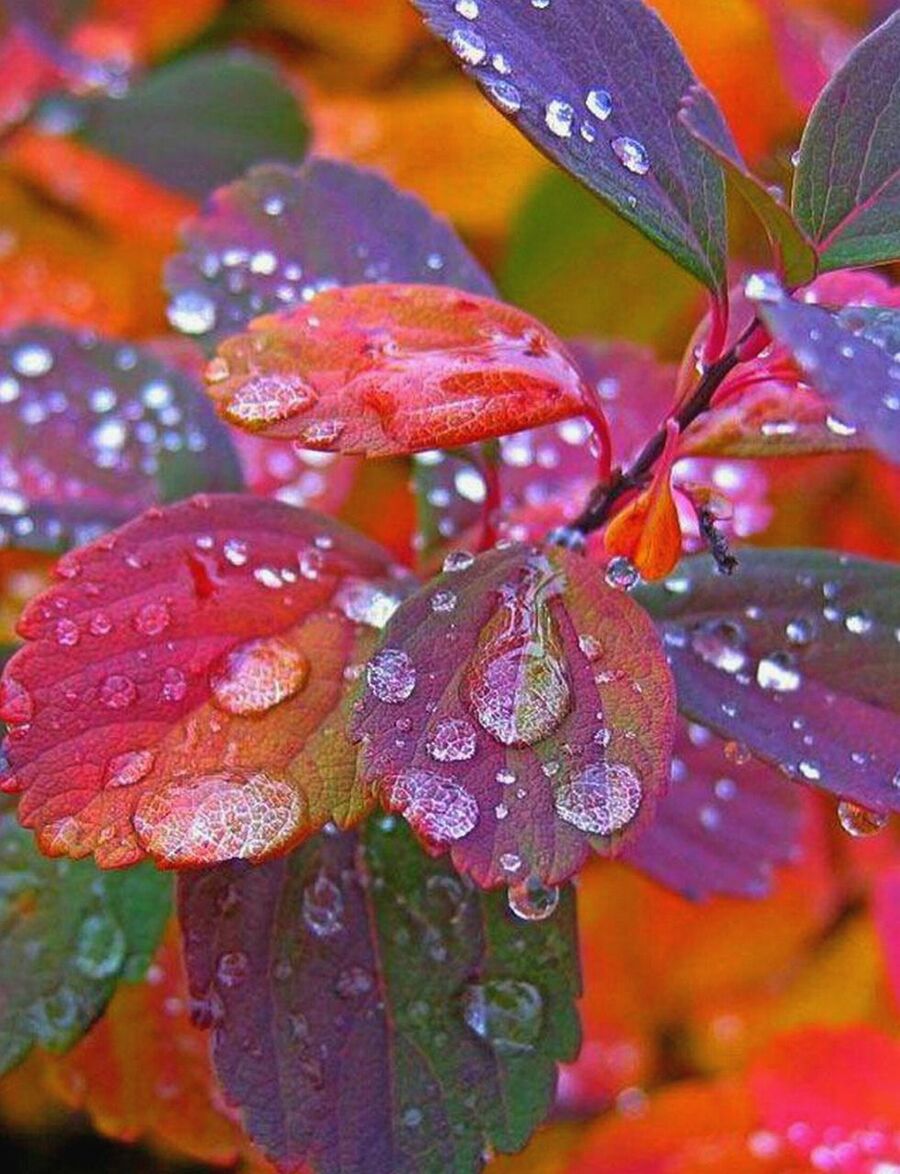 Капли дождя на листьях осенью