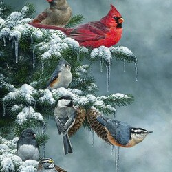 Пазл: Мир птиц