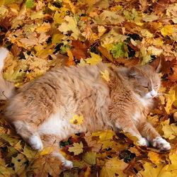 Пазл: Рыжие краски осени