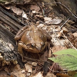 Пазл: Древесная лягушка
