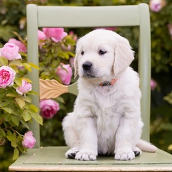 Пазл: Лапочка