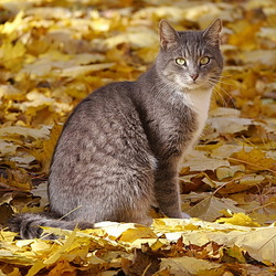 Пазл: Осенний котик