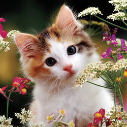 Пазл: Котенок