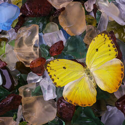 Пазл: Бабочка и морские стеклышки