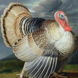 Пазл: Красавец