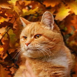 Пазл: Осенний котик