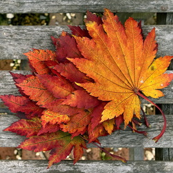 Пазл: Осенние листья