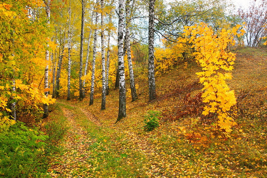 Слайд осенний лес