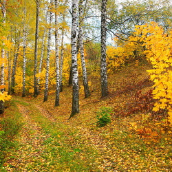 Пазл: Золотая осень