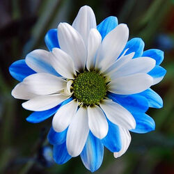 Пазл: Цветок