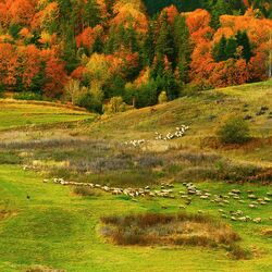 Пазл: Осенняя идиллия