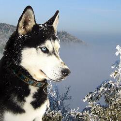 Пазл: Хаски