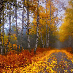 Пазл: Осенний ветер